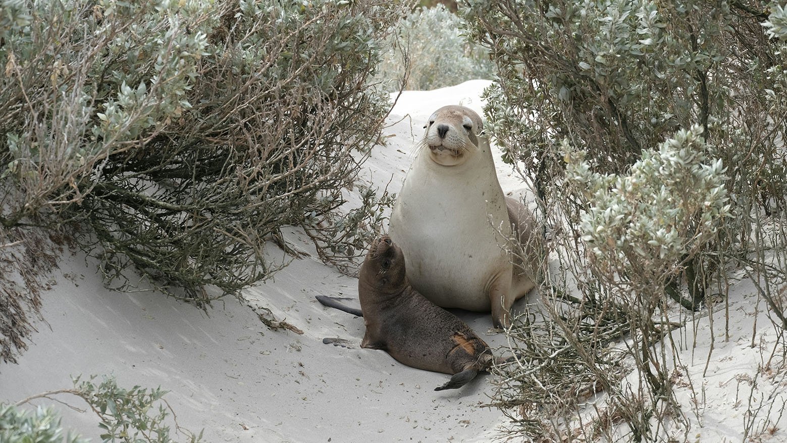 seals-on-kangaroo-island-adelaide